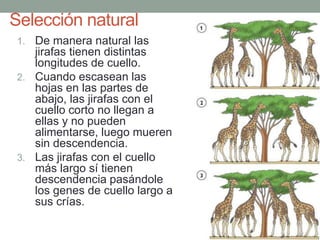 1. De manera natural las
jirafas tienen distintas
longitudes de cuello.
2. Cuando escasean las
hojas en las partes de
abajo, las jirafas con el
cuello corto no llegan a
ellas y no pueden
alimentarse, luego mueren
sin descendencia.
3. Las jirafas con el cuello
más largo sí tienen
descendencia pasándole
los genes de cuello largo a
sus crías.
Selección natural
 