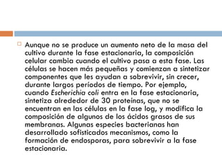    Aunque no se produce un aumento neto de la masa del
    cultivo durante la fase estacionaria, la composición
    celular cambia cuando el cultivo pasa a esta fase. Las
    células se hacen más pequeñas y comienzan a sintetizar
    componentes que les ayudan a sobrevivir, sin crecer,
    durante largos períodos de tiempo. Por ejemplo,
    cuando Escherichia coli entra en la fase estacionaria,
    sintetiza alrededor de 30 proteínas, que no se
    encuentran en las células en la fase log, y modifica la
    composición de algunos de los ácidos grasos de sus
    membranas. Algunas especies bacterianas han
    desarrollado sofisticados mecanismos, como la
    formación de endosporas, para sobrevivir a la fase
    estacionaria.
 