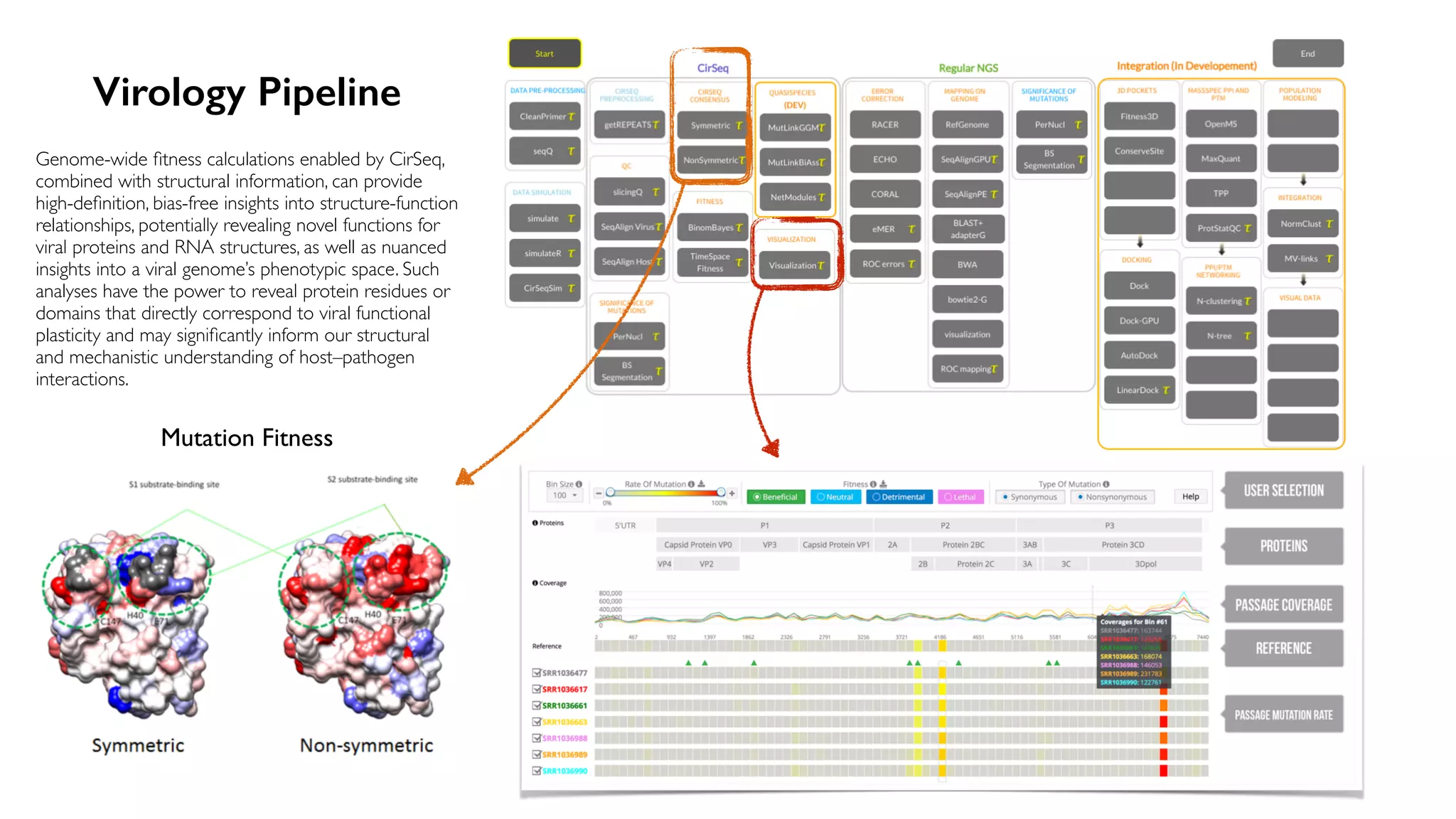 Virology Pipeline
Mutation Fitness
Genome-wide ﬁtness calculations enabled by CirSeq,
combined with structural information, can provide
high-deﬁnition, bias-free insights into structure-function
relationships, potentially revealing novel functions for
viral proteins and RNA structures, as well as nuanced
insights into a viral genome’s phenotypic space. Such
analyses have the power to reveal protein residues or
domains that directly correspond to viral functional
plasticity and may signiﬁcantly inform our structural
and mechanistic understanding of host–pathogen
interactions.
 