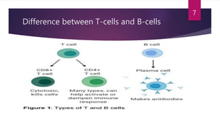 compare and contrast b cells and t cells