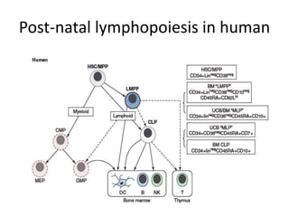 T cell and NK-cell neoplasms | PPTX