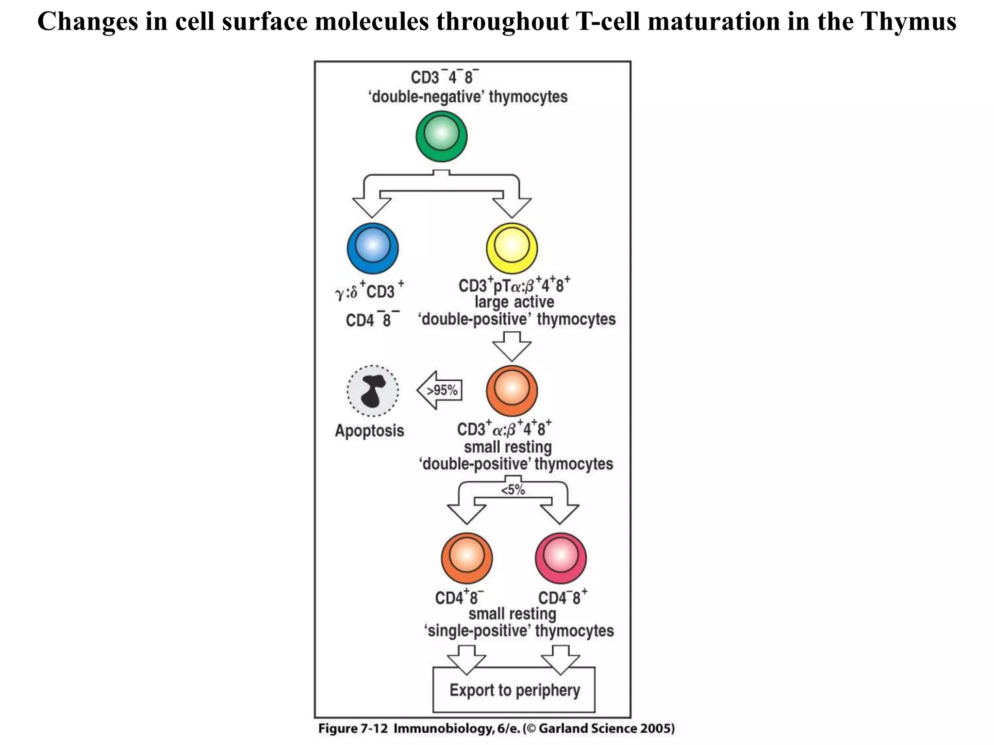 Figure 7-12
Changes in cell surface molecules throughout T-cell maturation in the Thymus
 