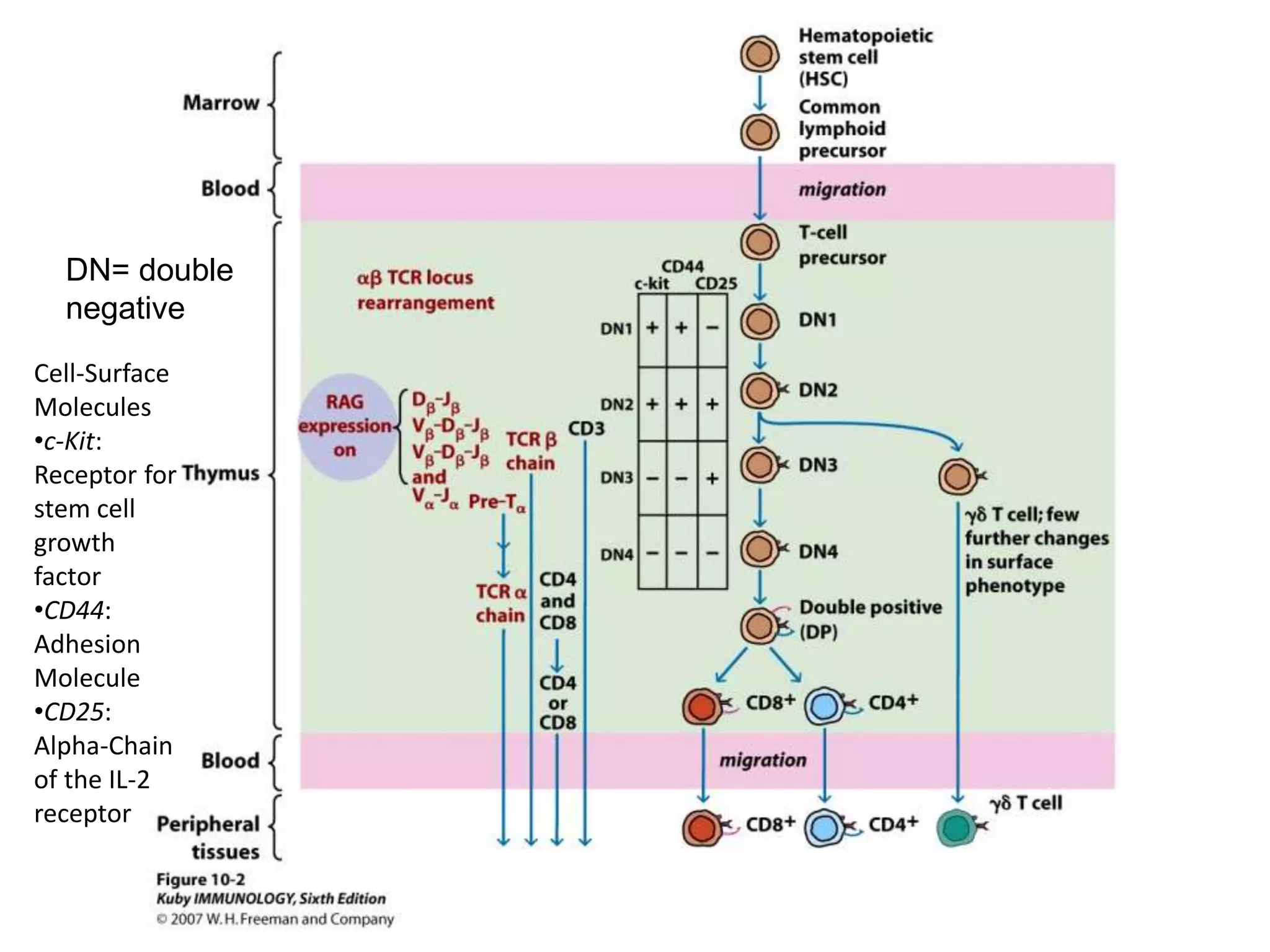 DN= double
negative
Cell-Surface
Molecules
•c-Kit:
Receptor for
stem cell
growth
factor
•CD44:
Adhesion
Molecule
•CD25:
Alpha-Chain
of the IL-2
receptor
 