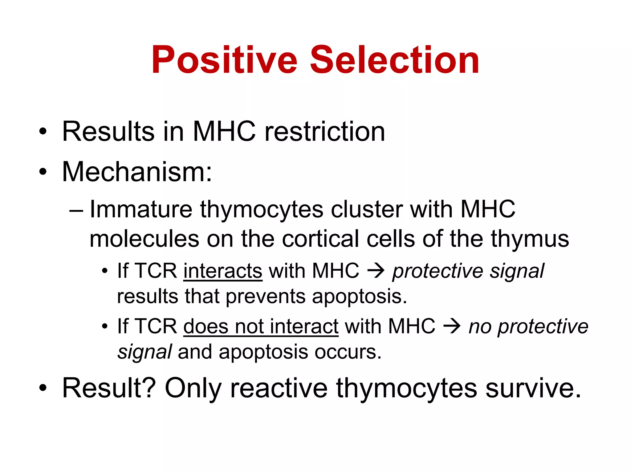 Positive Selection
• Results in MHC restriction
• Mechanism:
– Immature thymocytes cluster with MHC
molecules on the cortical cells of the thymus
• If TCR interacts with MHC  protective signal
results that prevents apoptosis.
• If TCR does not interact with MHC  no protective
signal and apoptosis occurs.
• Result? Only reactive thymocytes survive.
 