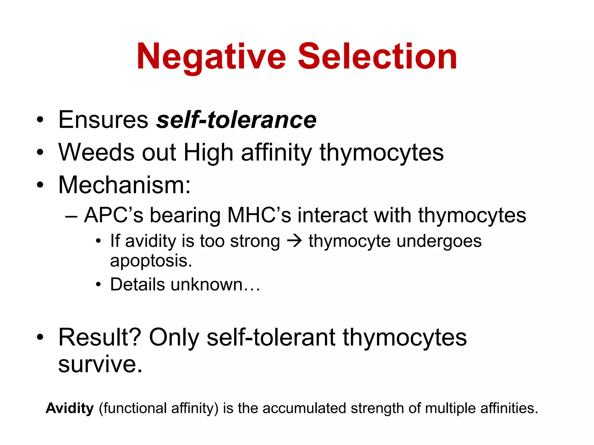 Negative Selection
• Ensures self-tolerance
• Weeds out High affinity thymocytes
• Mechanism:
– APC’s bearing MHC’s interact with thymocytes
• If avidity is too strong  thymocyte undergoes
apoptosis.
• Details unknown…
• Result? Only self-tolerant thymocytes
survive.
Avidity (functional affinity) is the accumulated strength of multiple affinities.
 