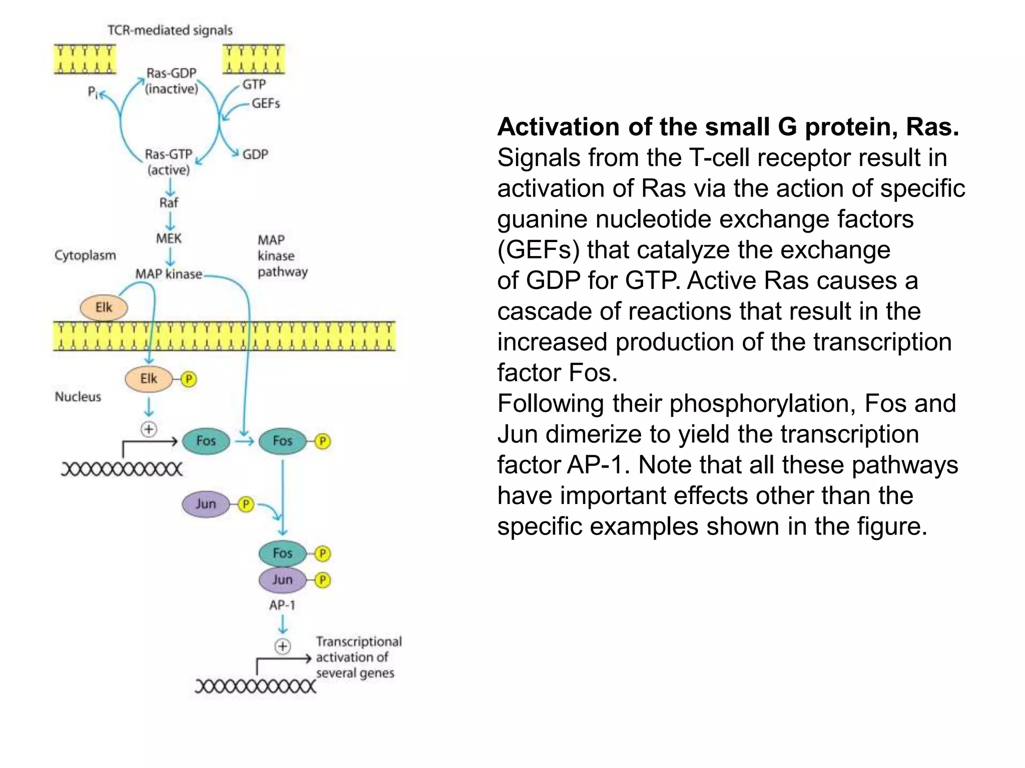 Activation of the small G protein, Ras.
Signals from the T-cell receptor result in
activation of Ras via the action of specific
guanine nucleotide exchange factors
(GEFs) that catalyze the exchange
of GDP for GTP. Active Ras causes a
cascade of reactions that result in the
increased production of the transcription
factor Fos.
Following their phosphorylation, Fos and
Jun dimerize to yield the transcription
factor AP-1. Note that all these pathways
have important effects other than the
specific examples shown in the figure.
 