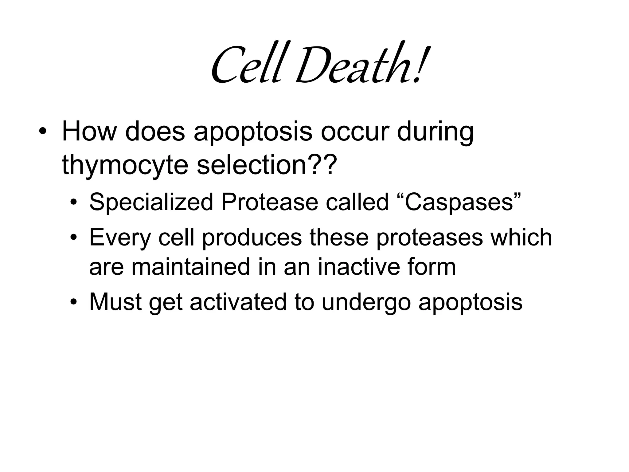 Cell Death!
• How does apoptosis occur during
thymocyte selection??
• Specialized Protease called “Caspases”
• Every cell produces these proteases which
are maintained in an inactive form
• Must get activated to undergo apoptosis
 