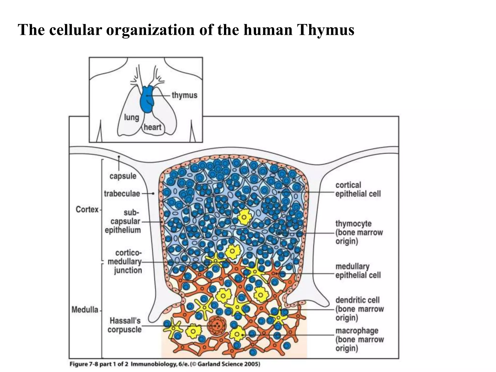 Figure 7-8 part 1 of 2
The cellular organization of the human Thymus
 