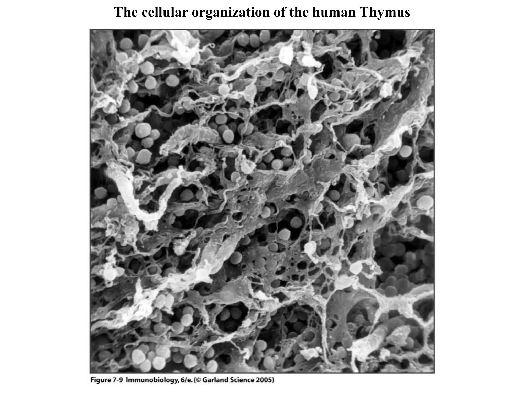 Figure 7-9
The cellular organization of the human Thymus
 
