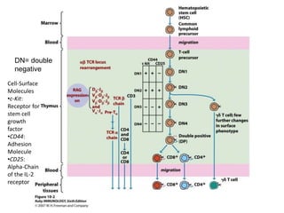 DN= double
negative
Cell-Surface
Molecules
•c-Kit:
Receptor for
stem cell
growth
factor
•CD44:
Adhesion
Molecule
•CD25:
Alpha-Chain
of the IL-2
receptor
 