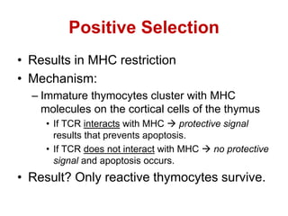 Positive Selection
• Results in MHC restriction
• Mechanism:
– Immature thymocytes cluster with MHC
molecules on the cortical cells of the thymus
• If TCR interacts with MHC  protective signal
results that prevents apoptosis.
• If TCR does not interact with MHC  no protective
signal and apoptosis occurs.
• Result? Only reactive thymocytes survive.
 