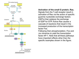 Activation of the small G protein, Ras.
Signals from the T-cell receptor result in
activation of Ras via the action of specific
guanine nucleotide exchange factors
(GEFs) that catalyze the exchange
of GDP for GTP. Active Ras causes a
cascade of reactions that result in the
increased production of the transcription
factor Fos.
Following their phosphorylation, Fos and
Jun dimerize to yield the transcription
factor AP-1. Note that all these pathways
have important effects other than the
specific examples shown in the figure.
 