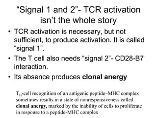 “Signal 1 and 2”- TCR activation
isn’t the whole story
• TCR activation is necessary, but not
sufficient, to produce activation. It is called
“signal 1”.
• The T cell also needs “signal 2”- CD28-B7
interaction.
• Its absence produces clonal anergy
TH-cell recognition of an antigenic peptide–MHC complex
sometimes results in a state of nonresponsiveness called
clonal anergy, marked by the inability of cells to proliferate
in response to a peptide-MHC complex
 
