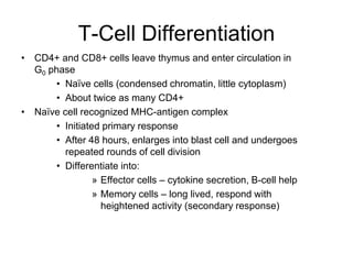 T-Cell Differentiation
• CD4+ and CD8+ cells leave thymus and enter circulation in
G0 phase
• Naïve cells (condensed chromatin, little cytoplasm)
• About twice as many CD4+
• Naïve cell recognized MHC-antigen complex
• Initiated primary response
• After 48 hours, enlarges into blast cell and undergoes
repeated rounds of cell division
• Differentiate into:
» Effector cells – cytokine secretion, B-cell help
» Memory cells – long lived, respond with
heightened activity (secondary response)
 