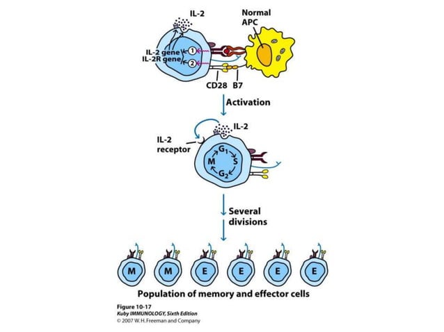T cell development, maturation, activation and differentiation | PPTX