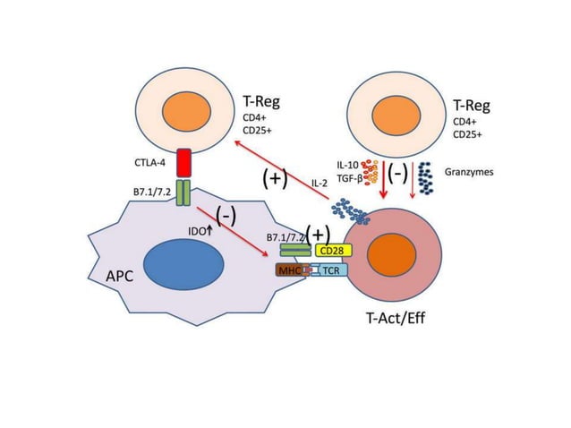 T cell development, maturation, activation and differentiation | PPTX