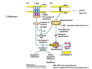 2 Pathways
Death
Signal!!!
(Apoptosis Inducing Factor)
BID: BH3 Interacting Domain
Apaf-1: Apoptotic Protease Activating Factor 1
 