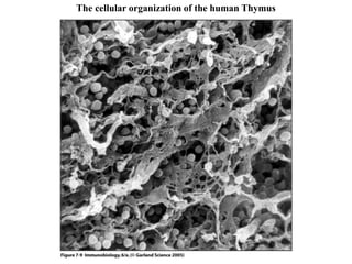 Figure 7-9
The cellular organization of the human Thymus
 