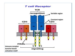 T cells | PPTX