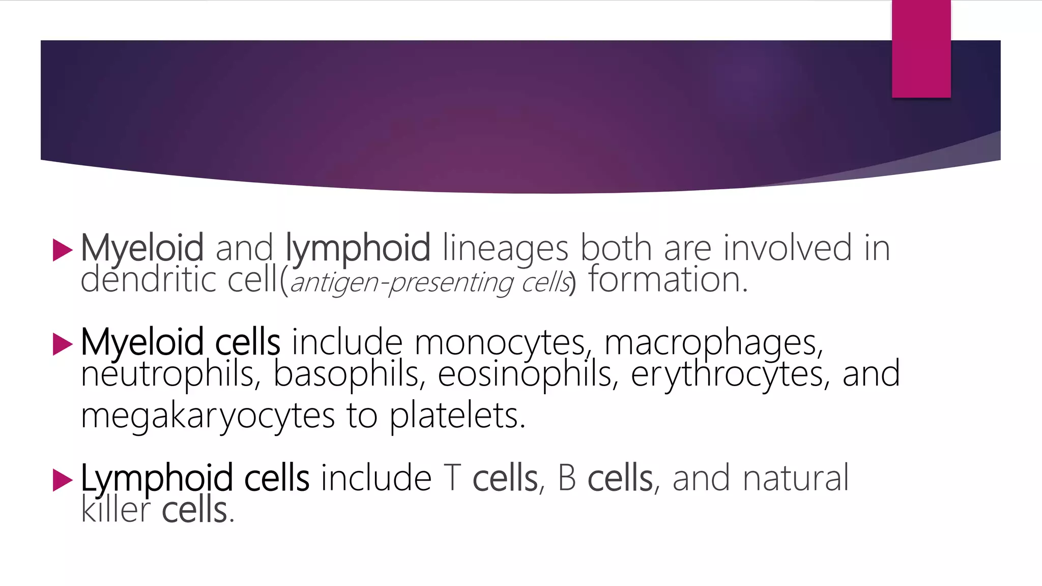  Myeloid and lymphoid lineages both are involved in
dendritic cell(antigen-presenting cells) formation.
 Myeloid cells include monocytes, macrophages,
neutrophils, basophils, eosinophils, erythrocytes, and
megakaryocytes to platelets.
 Lymphoid cells include T cells, B cells, and natural
killer cells.
 