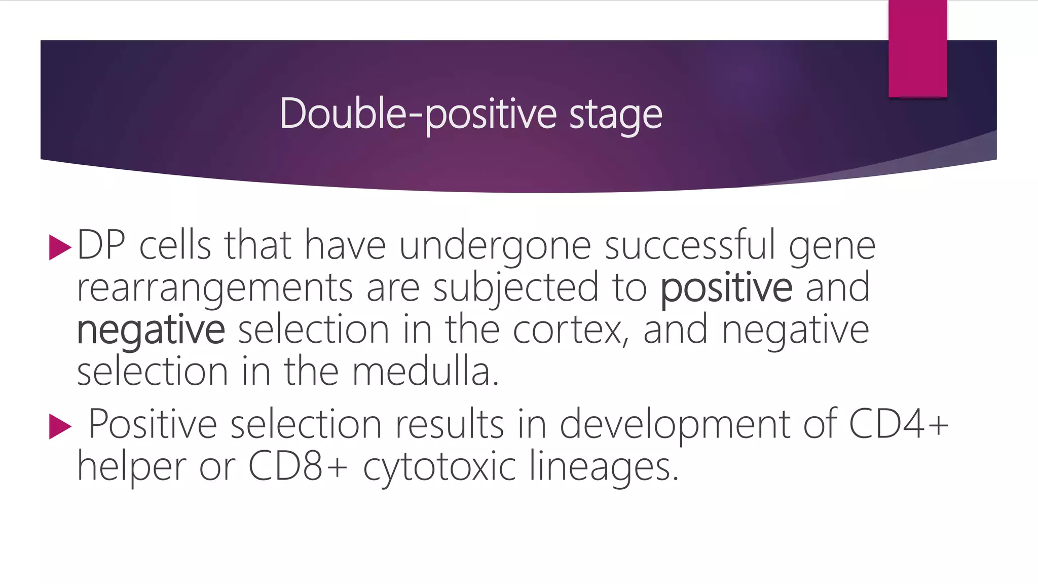 Double-positive stage
DP cells that have undergone successful gene
rearrangements are subjected to positive and
negative selection in the cortex, and negative
selection in the medulla.
 Positive selection results in development of CD4+
helper or CD8+ cytotoxic lineages.
 