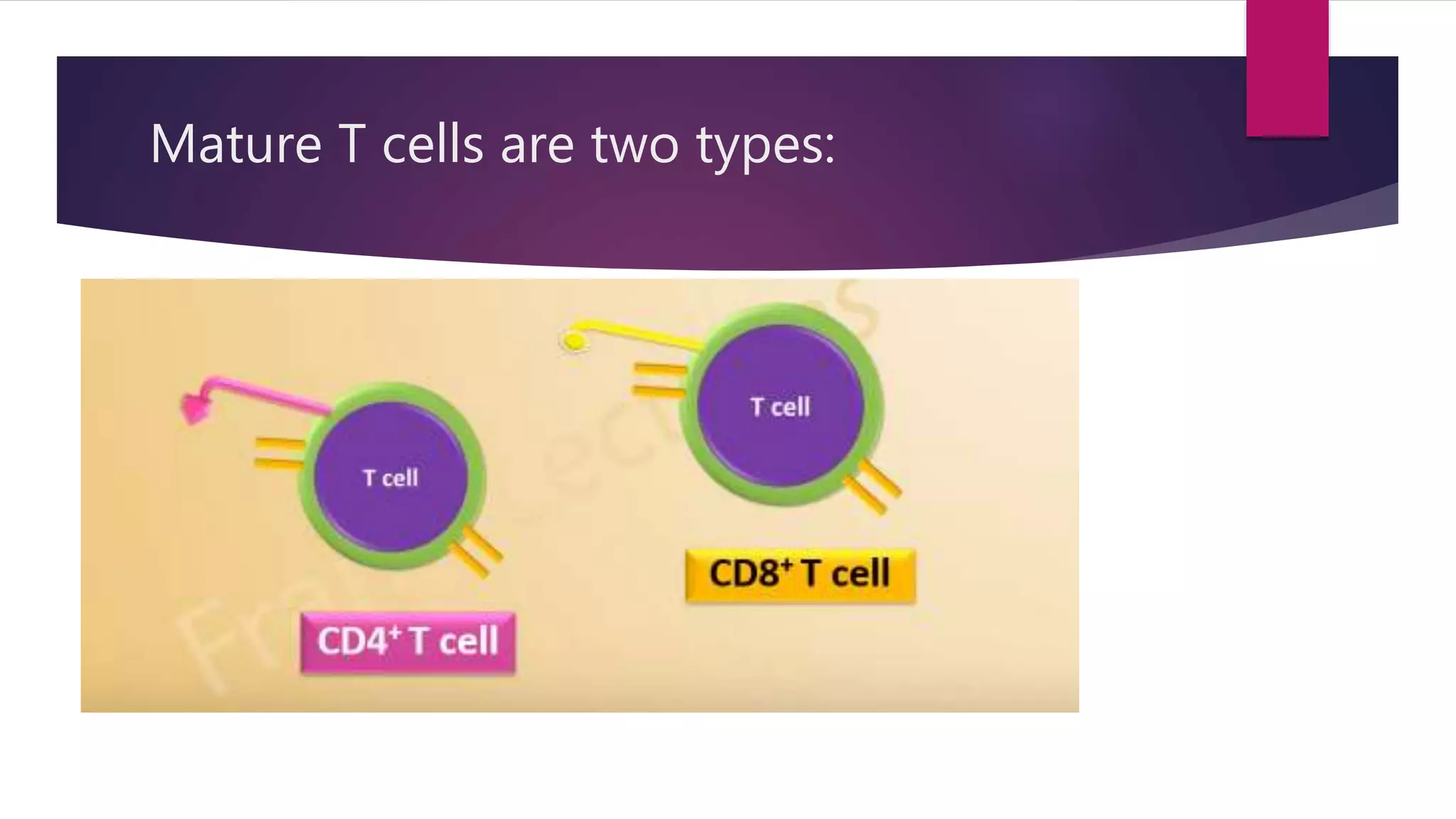 Mature T cells are two types:
 