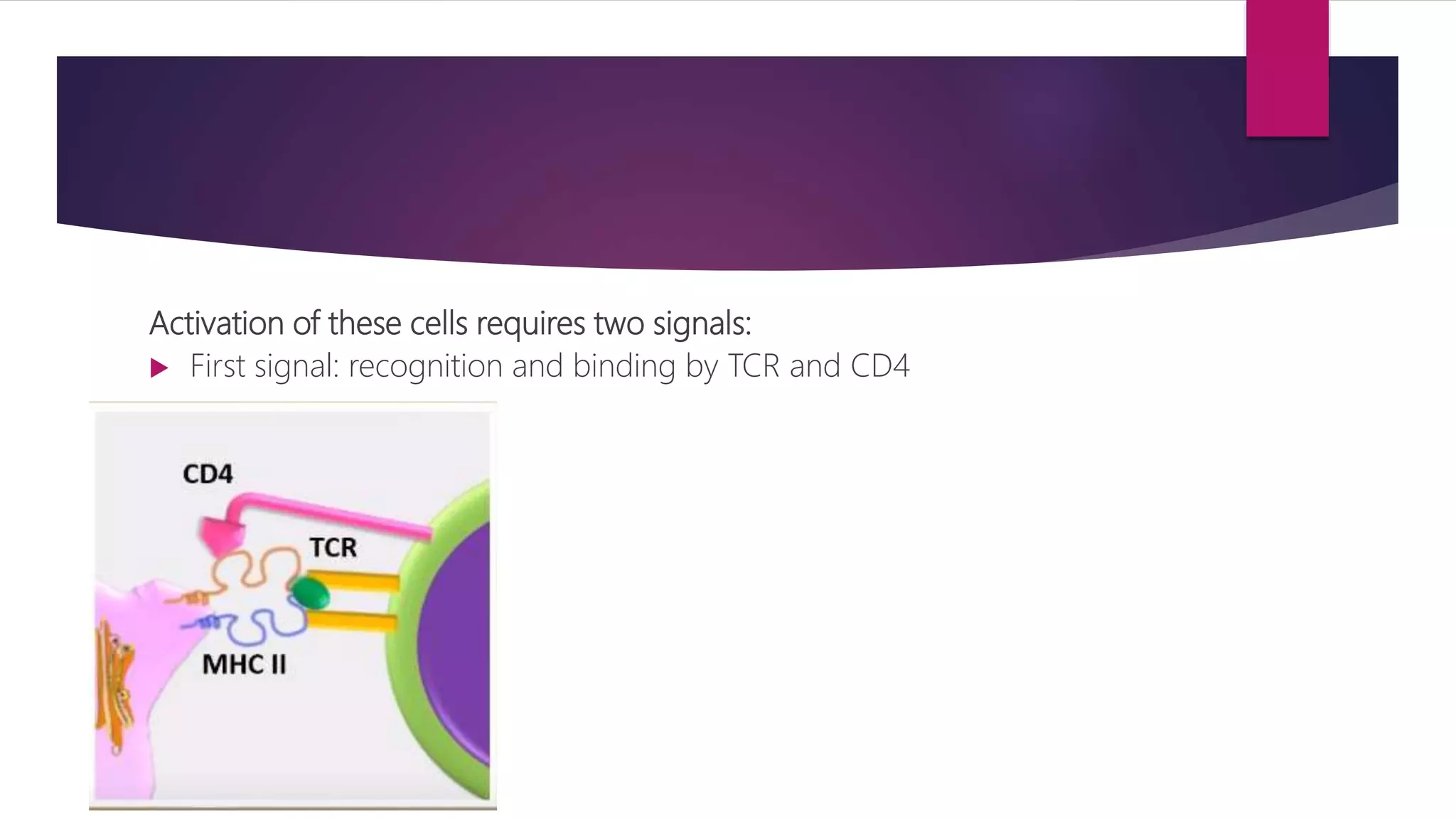 Activation of these cells requires two signals:
 First signal: recognition and binding by TCR and CD4
 