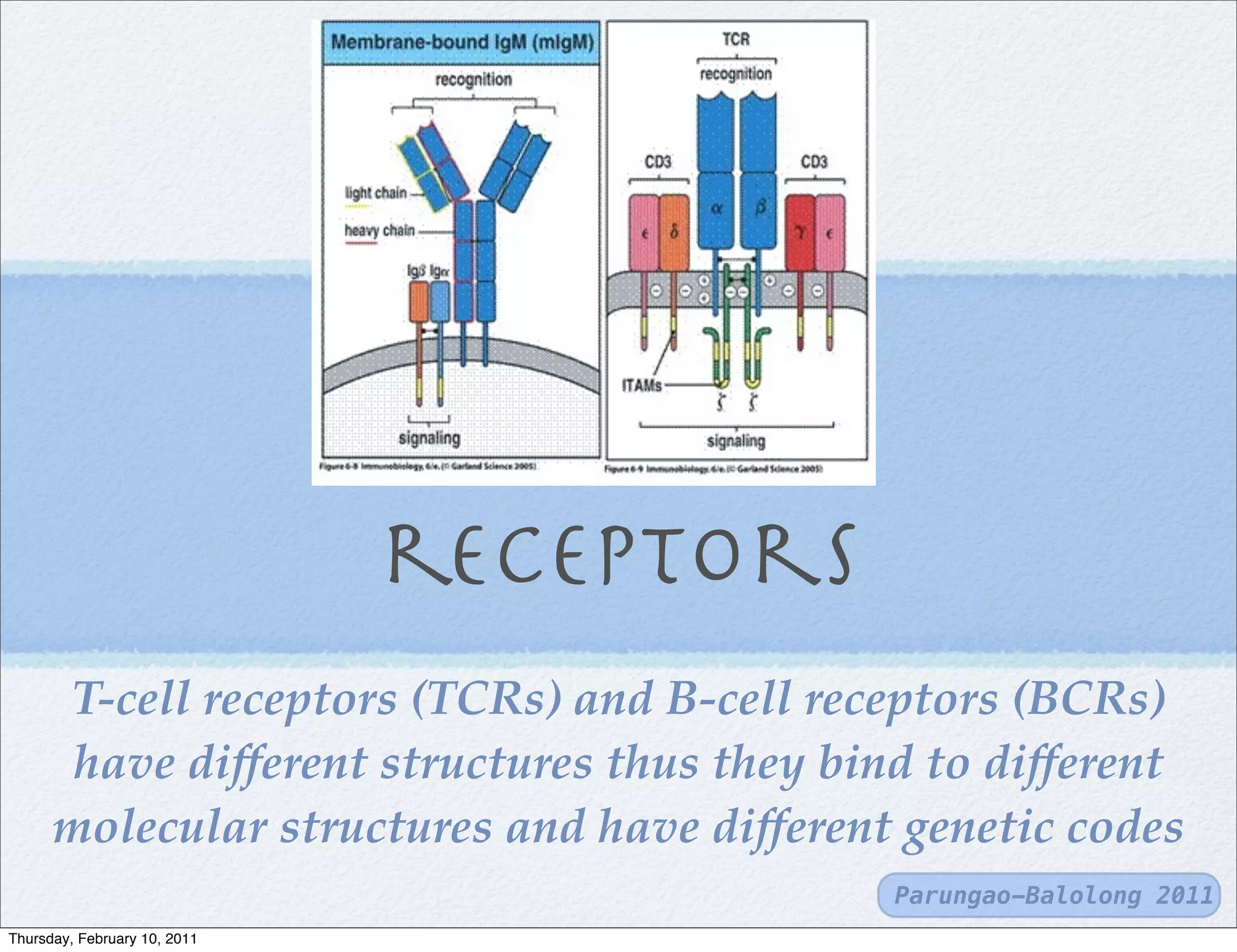 T cells and b-cells | PDF