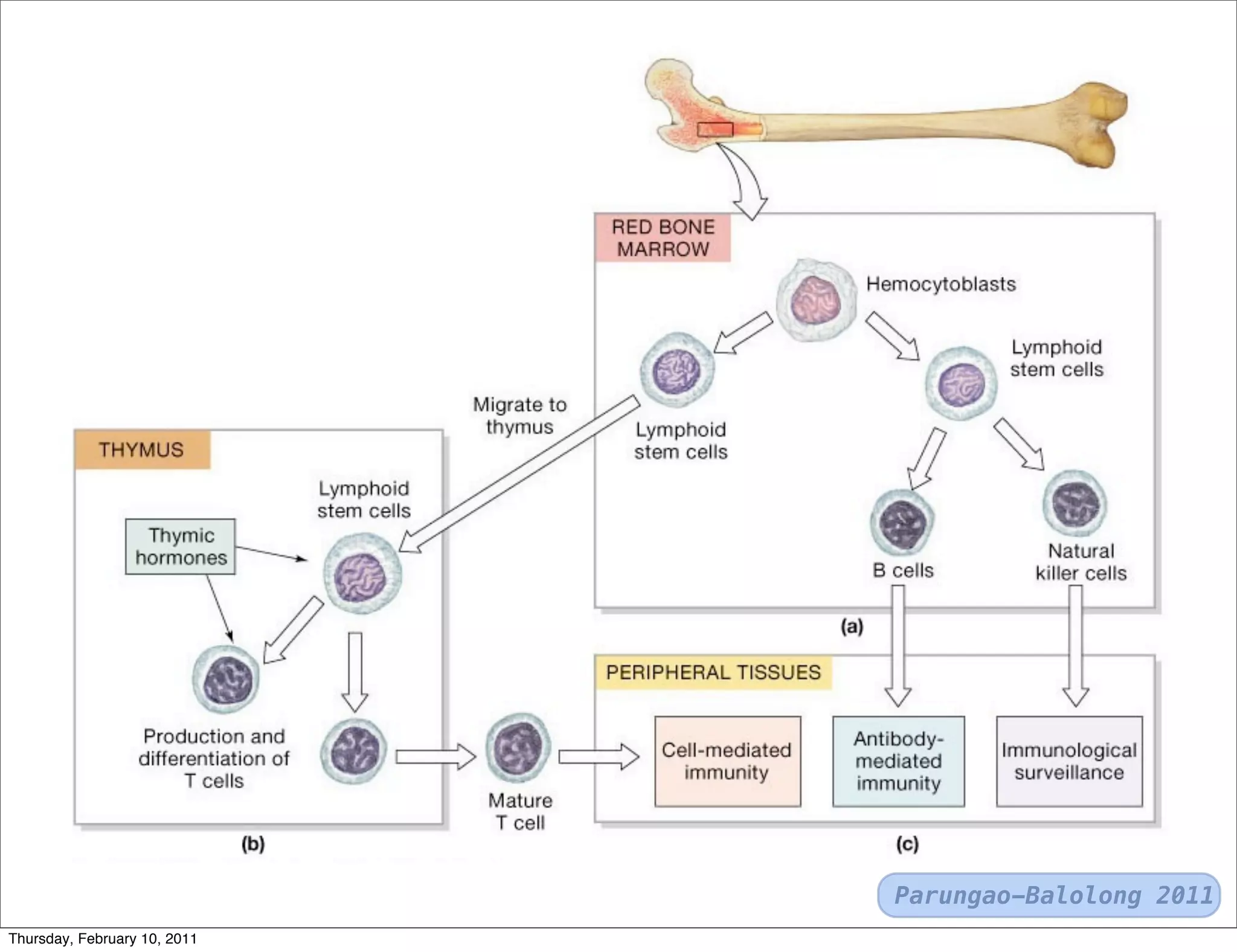 T cells and b-cells | PDF