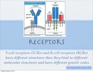 receptors
      T-cell receptors (TCRs) and B-cell receptors (BCRs)
       have different structures thus they bind to different
      molecular structures and have different genetic codes
                                              Parungao-Balolong 2011
Thursday, February 10, 2011
 