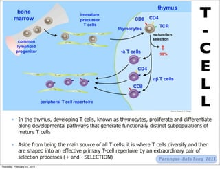 T
                                                                                            -
                                                                                            C
                                                                                            E
                                                                                            L
                                                                                            L
             In the thymus, developing T cells, known as thymocytes, proliferate and differentiate
             along developmental pathways that generate functionally distinct subpopulations of
             mature T cells

             Aside from being the main source of all T cells, it is where T cells diversify and then
             are shaped into an effective primary T-cell repertoire by an extraordinary pair of
             selection processes (+ and - SELECTION)                         Parungao-Balolong 2011
Thursday, February 10, 2011
 