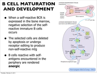 B CELL MATURATION
  AND DEVELOPMENT
      •       When a self-reactive BCR is
              expressed in the bone marrow,
              negative selection of the self-
              reactive immature B cells
              occurs

      •       The selected cells are deleted
              by apoptosis or undergo
              receptor editing to produce
              non-self-reactive mIg

      •       B cells reactive with self-
              antigens encountered in the
              periphery are rendered
              anergic
                                                Parungao-Balolong 2011
Thursday, February 10, 2011
 