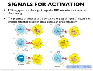 SIGNALS FOR ACTIVATION
     •       TCR engagement with antigenic peptide-MHC may induce activation or
             clonal anergy

     •       The presence or absence of the co-stimulatory signal (signal 2) determines
             whether activation results in clonal expansion or clonal anergy




                                                                  Parungao-Balolong 2011
Thursday, February 10, 2011
 