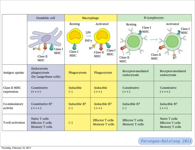 T cells and b-cells | PDF | Endocrine and Metabolic Diseases | Diseases ...