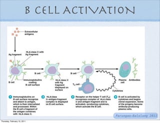B CELL ACTIVATION




                                      Parungao-Balolong 2011
Thursday, February 10, 2011
 