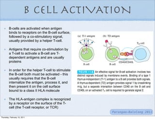 B CELL ACTIVATION
        B-cells are activated when antigen
        binds to receptors on the B-cell surface,
        followed by a co-stimulatory signal,
        usually provided by a helper T-cell.

        Antigens that require co-stimulation by
        a T-cell to activate a B-cell are T-
        dependent antigens and are usually
        proteins

        In order for the helper T-cell to stimulate
        the B-cell both must be activated - this
        usually requires that the B-cell
        internalize the antigen, process it, and
        then present it on the cell surface
        bound to a class II HLA molecule

        The HLA-antigen complex is recognized
        by a receptor on the surface of the T-
        cell (the T-cell receptor, or TCR)
                                                      Parungao-Balolong 2011
Thursday, February 10, 2011
 