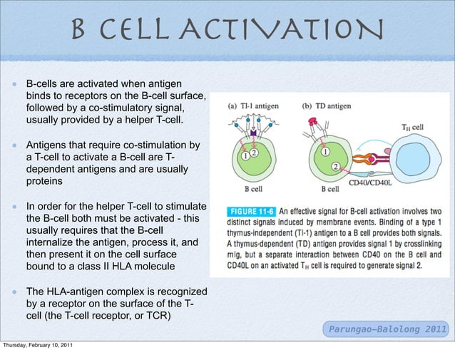 T cells and b-cells | PDF | Endocrine and Metabolic Diseases | Diseases ...