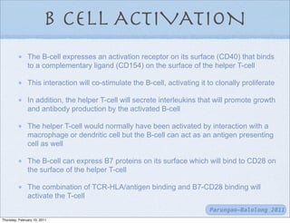 B CELL ACTIVATION
               The B-cell expresses an activation receptor on its surface (CD40) that binds
               to a complementary ligand (CD154) on the surface of the helper T-cell

               This interaction will co-stimulate the B-cell, activating it to clonally proliferate

               In addition, the helper T-cell will secrete interleukins that will promote growth
               and antibody production by the activated B-cell

               The helper T-cell would normally have been activated by interaction with a
               macrophage or dendritic cell but the B-cell can act as an antigen presenting
               cell as well

               The B-cell can express B7 proteins on its surface which will bind to CD28 on
               the surface of the helper T-cell

               The combination of TCR-HLA/antigen binding and B7-CD28 binding will
               activate the T-cell
                                                                            Parungao-Balolong 2011
Thursday, February 10, 2011
 