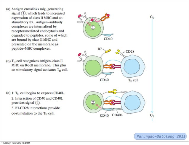 T cells and b-cells | PDF | Endocrine and Metabolic Diseases | Diseases ...