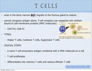 T CELLS
      arise in the bone marrow BUT migrate to the thymus gland to mature

      cannot recognize antigen alone, T-cell receptors can recognize only antigen
      bound to cell-membrane proteins (MHC molecules)

            CD4-TH; CD8-TC

      TYPES:

            Helper T cells, Cytotoxic T cells, Suppressor T cells

      CRUCIAL STEPS:

            a naive T cell encounters antigen combined with a MHC molecule on a cell

            T cell proliferates

            differentiates into memory T cells and various effector T cells

                                                                       Parungao-Balolong 2011
Thursday, February 10, 2011
 