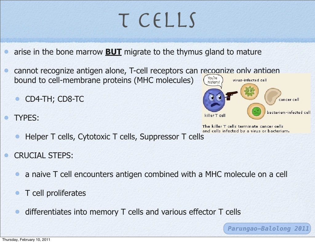 T cells and bcells