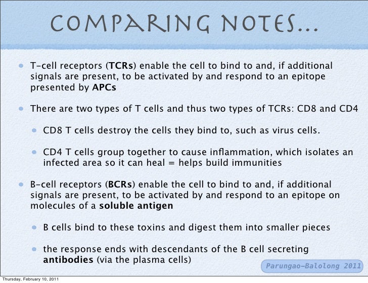 t cells and b cells