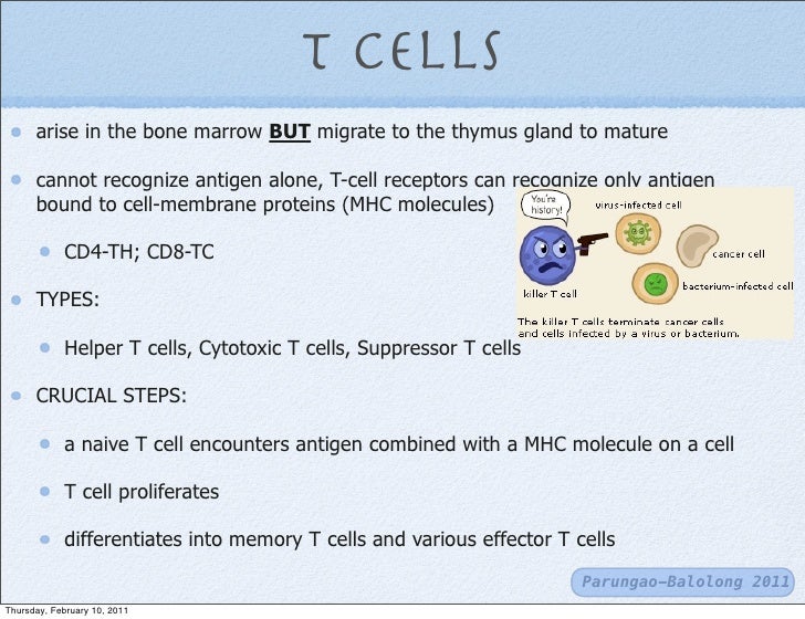 t cells and b cells