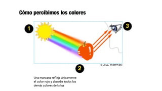 Cómo percibimos los colores




     Una manzana refleja únicamente
     el color rojo y absorbe todos los
     demás colores de la luz
 