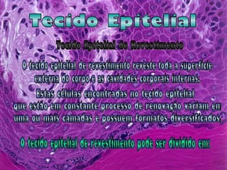 Tecido Epitelial O tecido epitelial de revestimento reveste toda a superfície  externa do corpo e as cavidades corporais internas.  Tecido Epitelial de Revestimento Estas células encontradas no tecido epitelial que estão em constante processo de renovação variam em uma ou mais camadas e possuem formatos diversificados. O tecido epitelial de revestimento pode ser dividido em: 