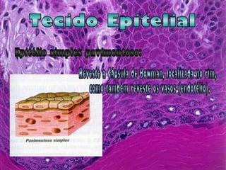 Tecido Epitelial Epitélio simples pavimentoso: Reveste a Cápsula de Bowman, localizada no rim, como também reveste os vasos (endotélio). 