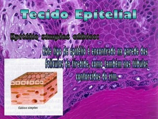 Tecido Epitelial Epitélio simples cúbico: Este tipo de epitélio é encontrado na parede dos folículos da tireóide, como também nos túbulos contorcidos do rim. 