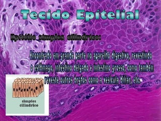 Tecido Epitelial Epitélio simples cilíndrico: Encontrado em grande parte no aparelho digestivo, revestindo o estômago, intestino delgado e intestino grosso, como também reveste outros órgãos como a vesícula biliar, etc. 