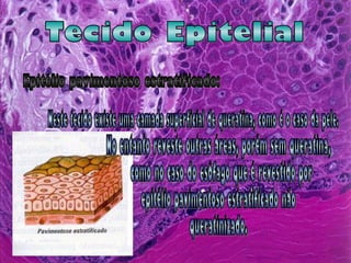 Tecido Epitelial Epitélio pavimentoso estratificado: No entanto reveste outras áreas, porém sem queratina, como no caso do esôfago que é revestido por  epitélio pavimentoso estratificado não  queratinizado. Neste tecido existe uma camada superficial de queratina, como é o caso da pele. 
