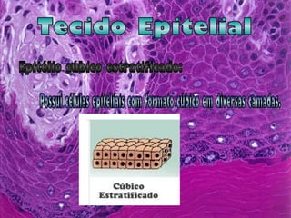Tecido Epitelial Epitélio cúbico estratificado: Possui células epiteliais com formato cúbico em diversas camadas. 